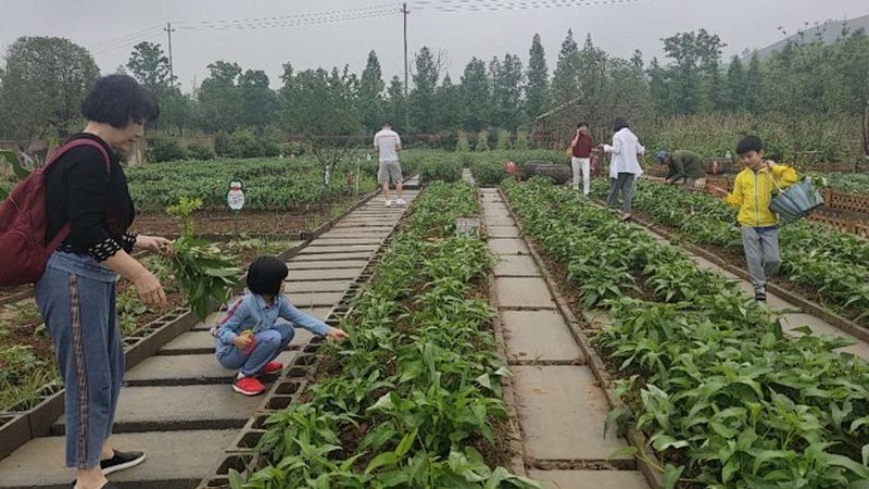 大棚水果种植成本加盟