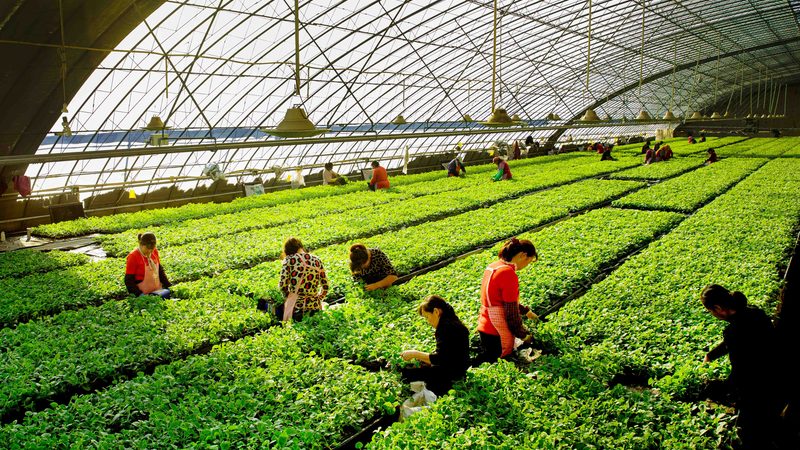 农产品代加工质量检测：守护舌尖上的安全**