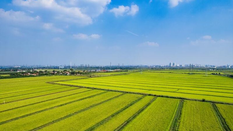 碱性土壤改良方法对比