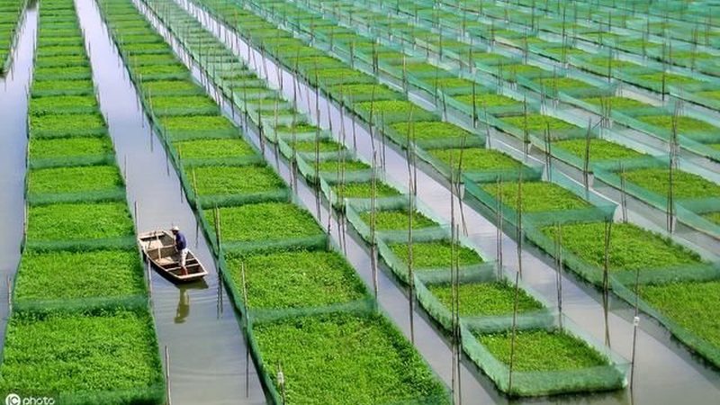 水果种植土壤排水要求：如何确保果实品质与产量